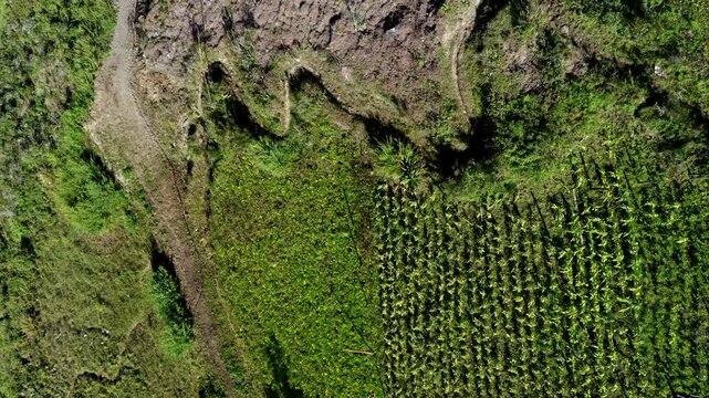 Aerial view of a mountain hill with a neat agriculture field full of maiz next to an empty field with brown dry earth