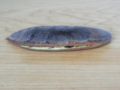 Partially Open Kentucky Coffeetree Seed Pod (Gymnocladus dioicus) Showing Interior Structure on Maple Wood Background