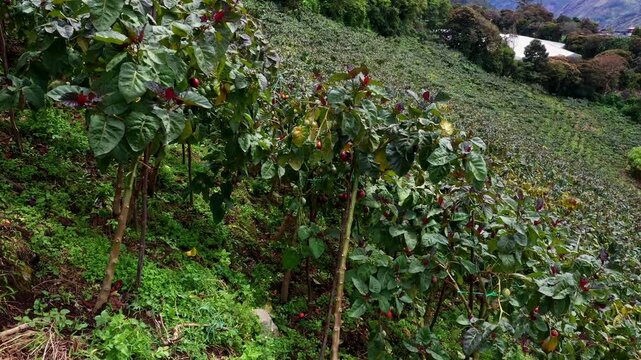 Moving along the small herbs in a field full of Tamarillo, Solanum betaceum, bearing an egg shaped red fruit locally known as tomate de arbol