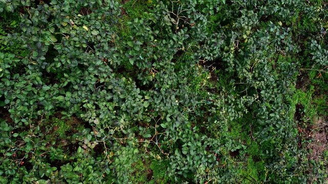 Aerial top view of field full of Tamarillo, Solanum betaceum, bearing an egg shaped red fruit locally known as tomate de arbol