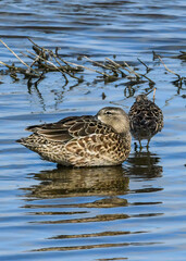Fototapeta premium A female Blue-winged Teal at a Texas NWR 