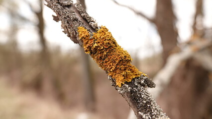 Intensywnie żółty porost, złotolit ścienny, porasta suchą gałąź drzewa. Makro ujęcie ukazuje jego bogatą strukturę na tle rozmytego lasu. To fascynujący przykład symbiozy grzybów i glonów w naturze © tomo81