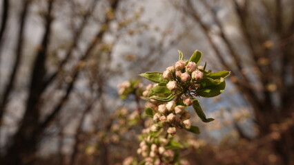 Budząca się do życia wiosenna natura: zbliżenie na delikatne pąki kwiatowe na gałązce drzewa owocowego w miękkim, ciepłym świetle poranka, zapowiadające nadejście pełnego rozkwitu w ogrodzie © tomo81