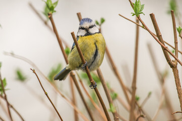 Blue Tit Perched On A Shrub - 241E6677 © Hizglebe