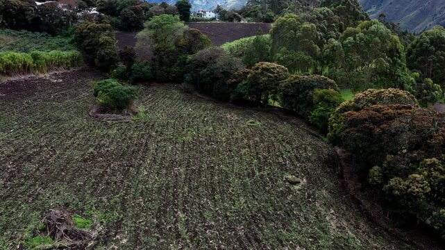 Aerial view over two neat agriculture fields in which the plants start sprouting which are lined with beautiful large trees