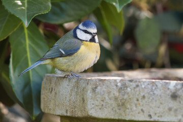 Obraz premium Blue Tit Stood On Edge Of Bird Bath - 241E7257