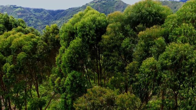 Aerial still video of tall eucalyptic trees bending with the heavy wind 