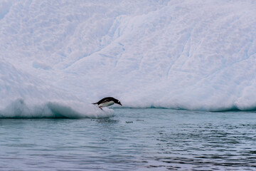 Naklejka premium Close-up of a Gentoo Penguin -Pygoscelis papua- standing jumping off an iceberg near Cuverville Island, on the Antarctic Peninsula