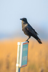 Obraz premium Closeup of a carrion crow Corvus corone black bird perched