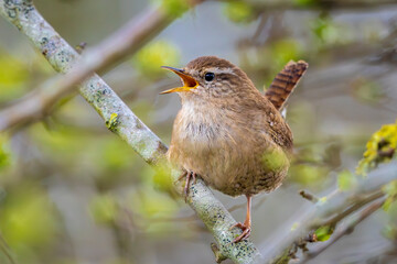 Obraz premium Eurasian Wren bird, Troglodytes troglodytes, display, singing and mating during Springtime