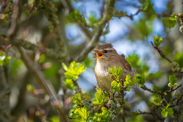 Obraz premium Eurasian Wren bird, Troglodytes troglodytes, display, singing and mating during Springtime