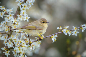 Obraz premium Common chiffchaff bird Phylloscopus collybita singing in flowers during Springtime
