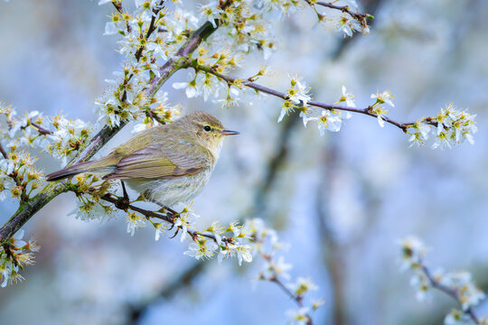Common chiffchaff bird Phylloscopus collybita singing in flowers during Springtime