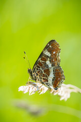 Fototapeta premium The map butterfly, araschnia levana, close-up portrait
