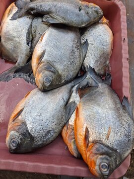 Fresh fish sold in markets, freshwater pompano (usually the species Piaractus brachypomus), which is often referred to abroad as Red-bellied Pacu. This fish is often mistaken for piranha 