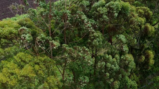 Moving along the tree tops of tall trees, bending in the wind, with a mountain valley in the background