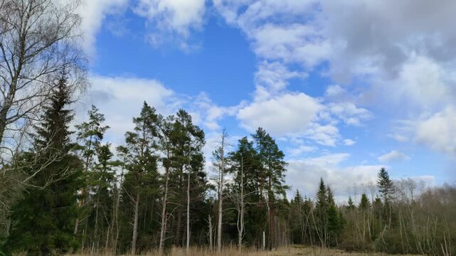 Clouds float across the blue sky above the forest №1
