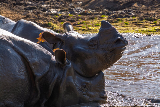 Fighting Indian rhinoceros bulls