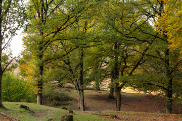 Fototapeta premium Walking through the forest of the Posbank, Herikhuizerveld on the Veluwe. National Park Veluwezoom in the Netherlands.
