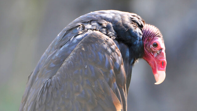Close-up Portrait of a Turkey Vulture (Latin Name: Cathartes aura) with Red Head and Black Feathers against Blurred Rock Background