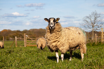Fototapeta premium Lowland sheep graze on grass on British farm in Buckinghamshire, England, United Kingdom during spring just before lambing season arrives.