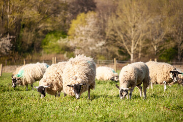 Fototapeta premium Lowland sheep graze on grass on British farm in Buckinghamshire, England, United Kingdom during spring just before lambing season arrives.