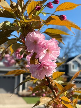 Kwanzan Cherry Tree
