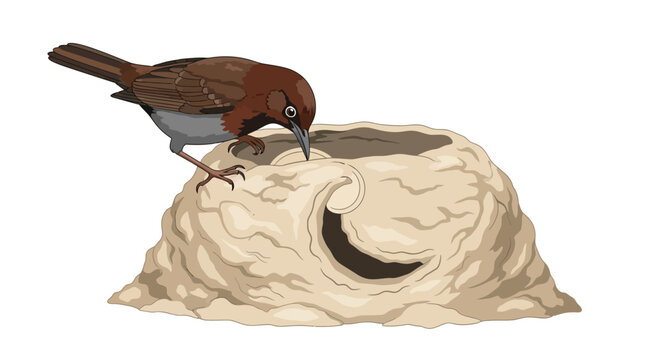 Rufous Hornero Building an Oven-Shaped Mud Nest Isolated on White Background