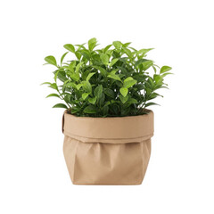 Fototapeta premium Potted mint plant in a brown paper pot with visible green leaves