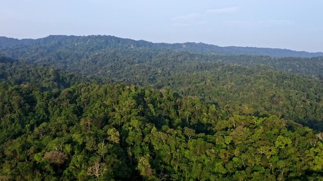Aerial view of a tropical forest in South America, showing a brocolli field full with many different tree species crowns