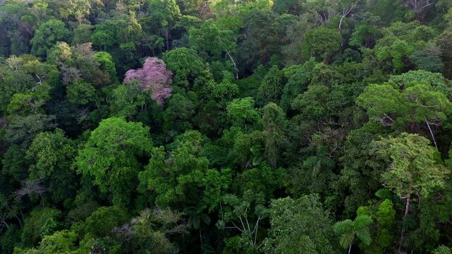 Flying over the tree canopy of a tropical forest in Ecuador, South America with two tree species flowering red and purple