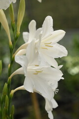 Fototapeta premium Close-up photo of two white flowers with a blurred background of green leaves