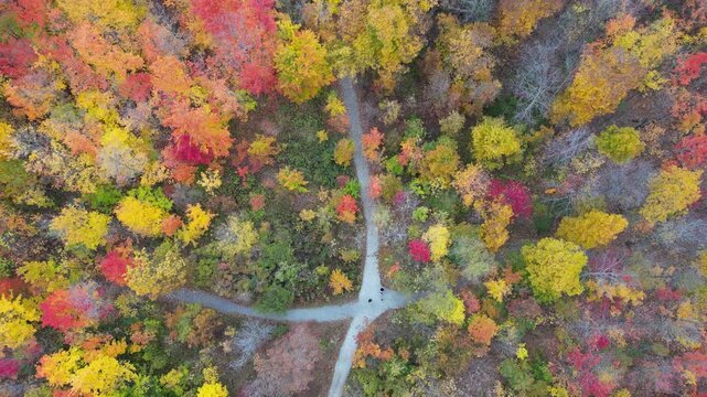 Aerial 4K drone footage of vibrant Canadian fall colors, showcasing forests, lakes, and winding landscapes painted in red, orange, and yellow autumn foliage