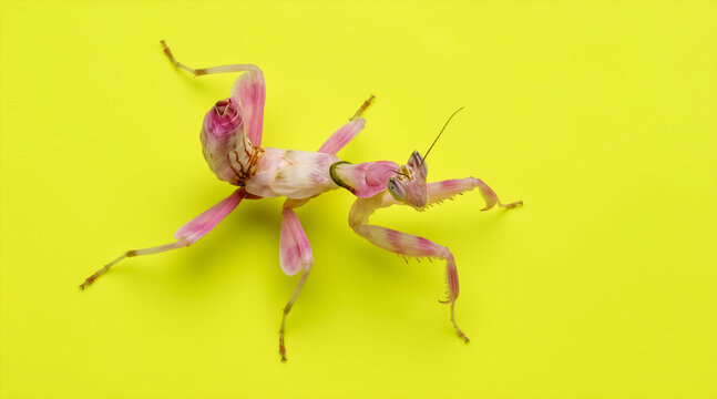 Top view of a pink and white orchid mantis on a solid yellow background. Macro photograph of an exotic camouflaged insect