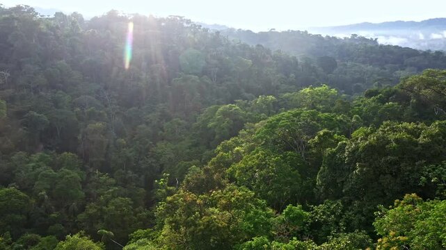 Moving through a tropical forest canopy with sun flares