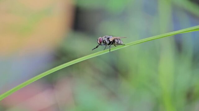 Common housefly perched on a thin green blade motion video footage