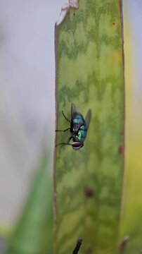 Iridescent blue bottle fly resting on green leaf motion footage