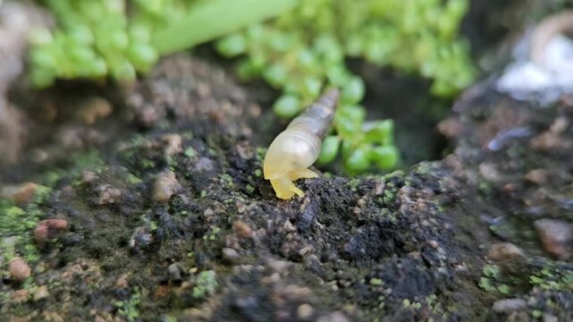 Small cone snail moving slowly across dark textured mossy video footage