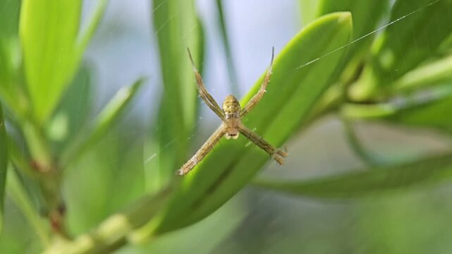 Orb weaver spider resting on green leaves in motion video footage