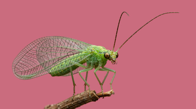 Macro photograph of a green lacewing insect perched on a twig. Side profile of a bug with transparent veined wings and long antennae isolated on a solid pink background
