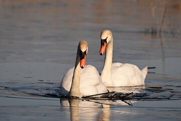 Naklejka premium Spring scene of a mating pair of Mute Swans as they struggle to navigate through a frozen pond