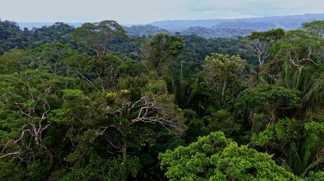 Nature background, a cinematic aerial shot of the tree crowns from a tropical forest showing the leaves and branches in detail before revealing the vastness of the forest