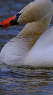 Intimate Slowmotion Scene Capturing Swan Preening With Delicate Water Movements