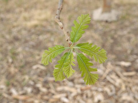 Close-up of Bur Oak New Leaves (Quercus macrocarpa) Emerging in Early Spring, Colorado