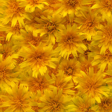 Wildflowers in warm yellow and orange colors creating a wall of flowers. Yellow flowers background.