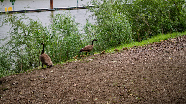Canada Goose Family with Goslings on Sacramento River