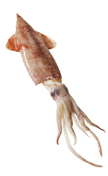 ヤリイカの切り抜き。白背景に映える新鮮な生のイカとゲソの質感（Spear squid isolated. Fresh raw squid and tentacles on white background）
