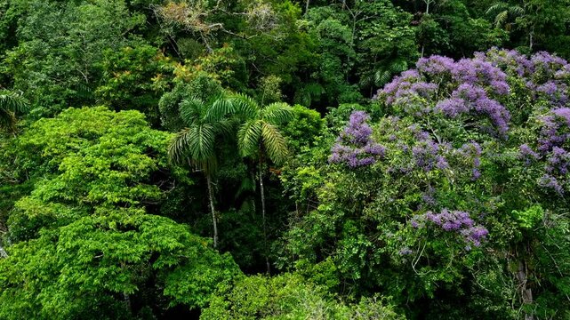 Tropical forest background: close up of purple flowers from the arenillo tree, erisma uncinatum,  beautiful palm trees and many more species present