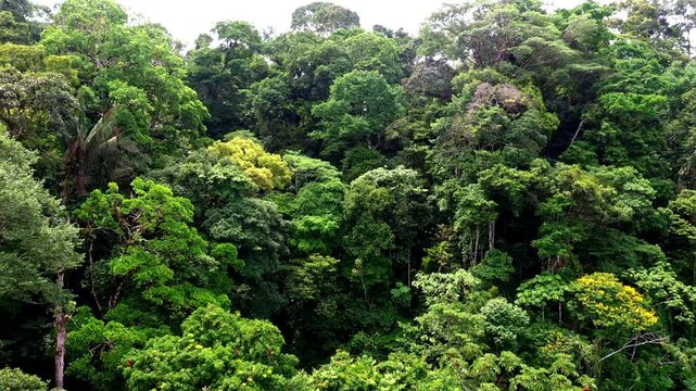 Green background: the tree canopy of a tropical forest or rainforest exists of many different tree species with leaves equally different in shades of green