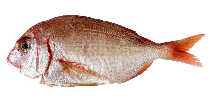 チダイ（血鯛）の切り抜き。白背景に映える新鮮な丸ごと一匹の魚（Crimson sea bream isolated. Fresh whole fish on white background）